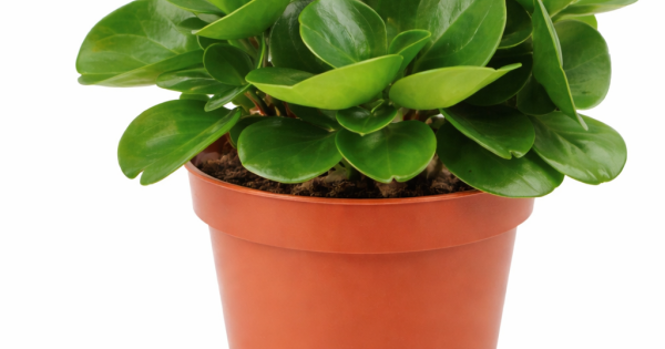 buy rubber plant Burgundy Rubber Plant – Hey Rooted