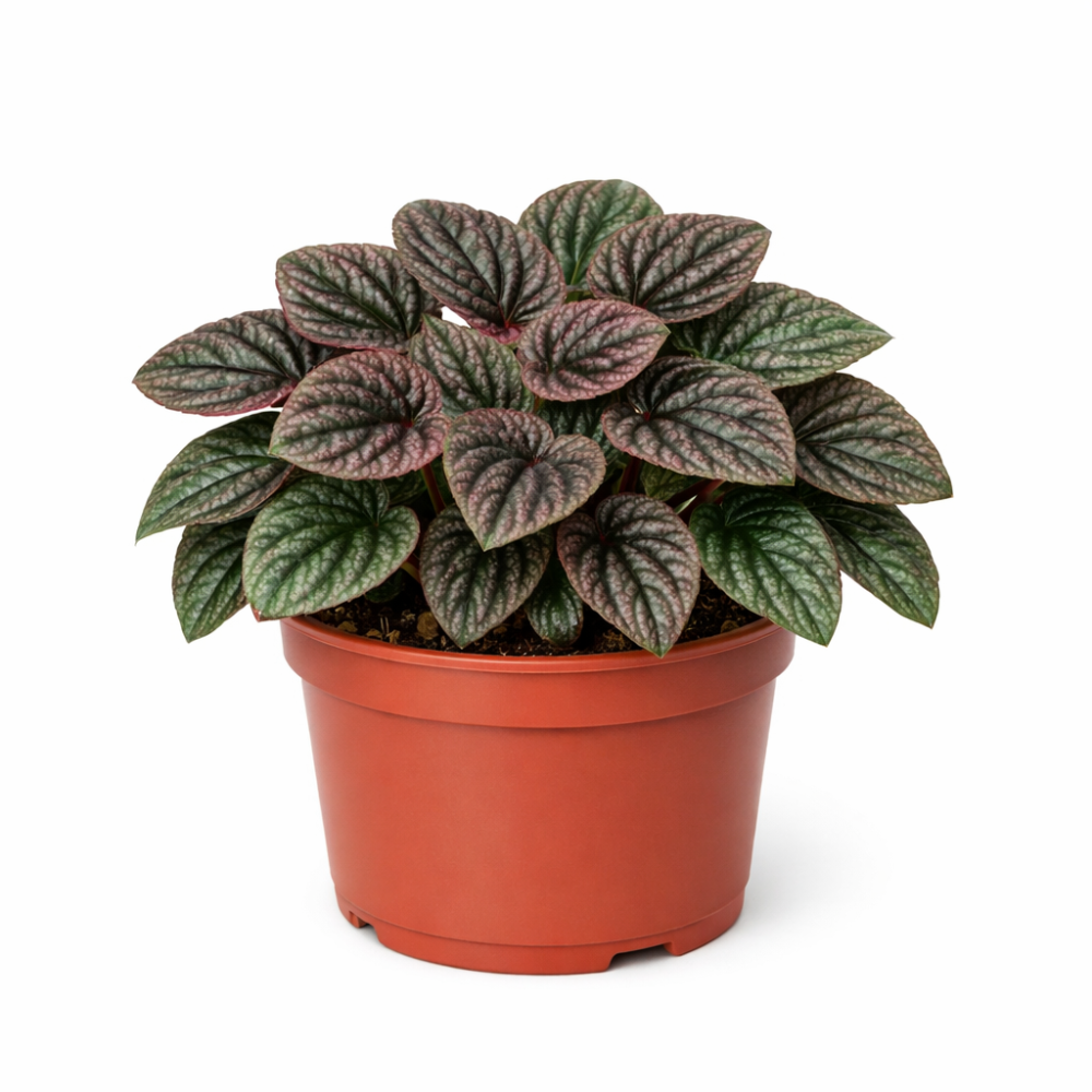 Peperomia caperata amazonas 12cm