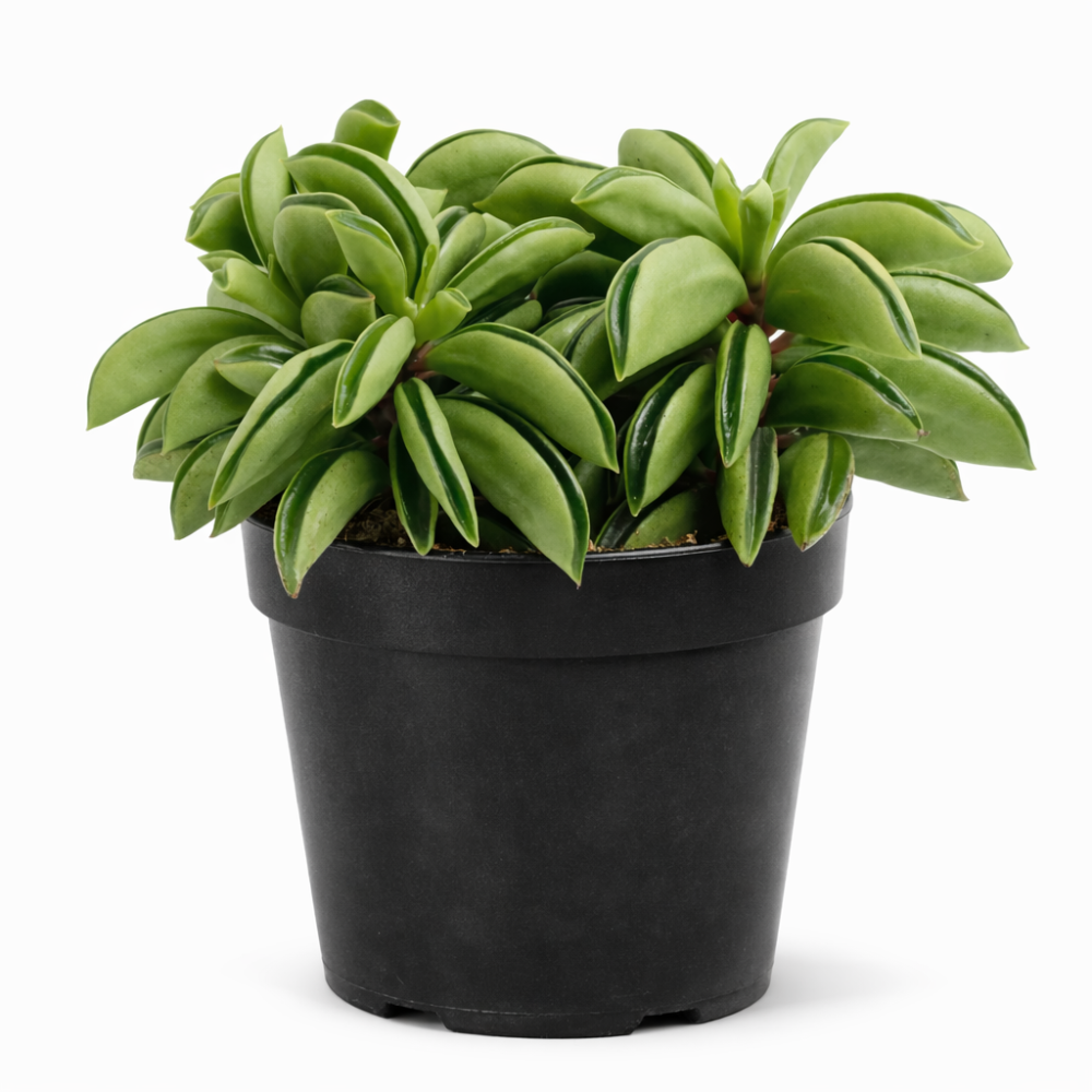 Peperomia happy bean 10cm