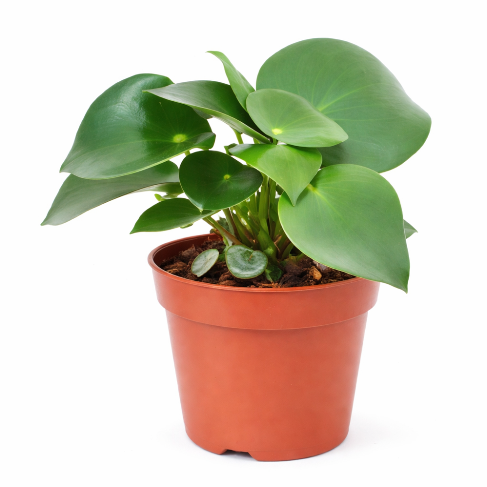 Peperomia raindrop 12cm