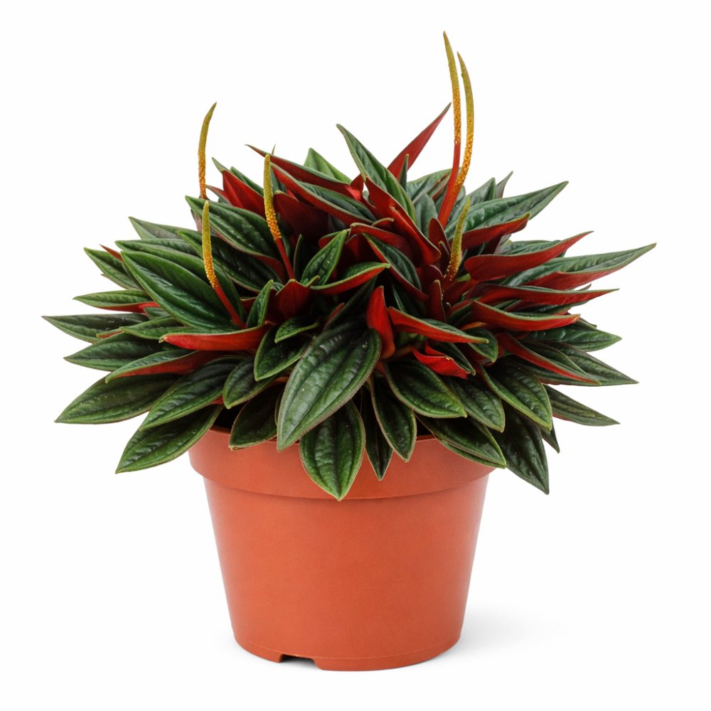 Peperomia rosso 10cm