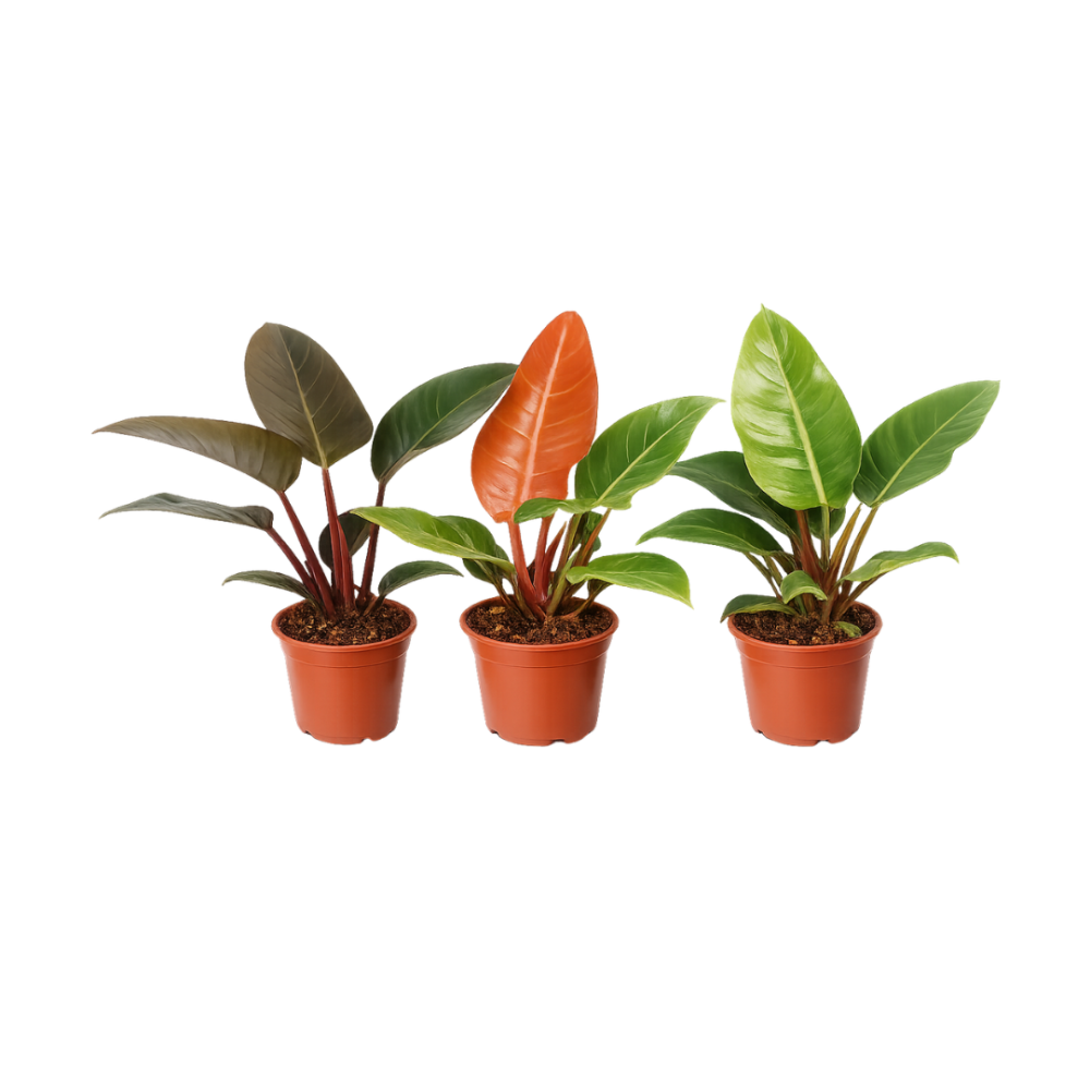 Philodendron Mix 17cm