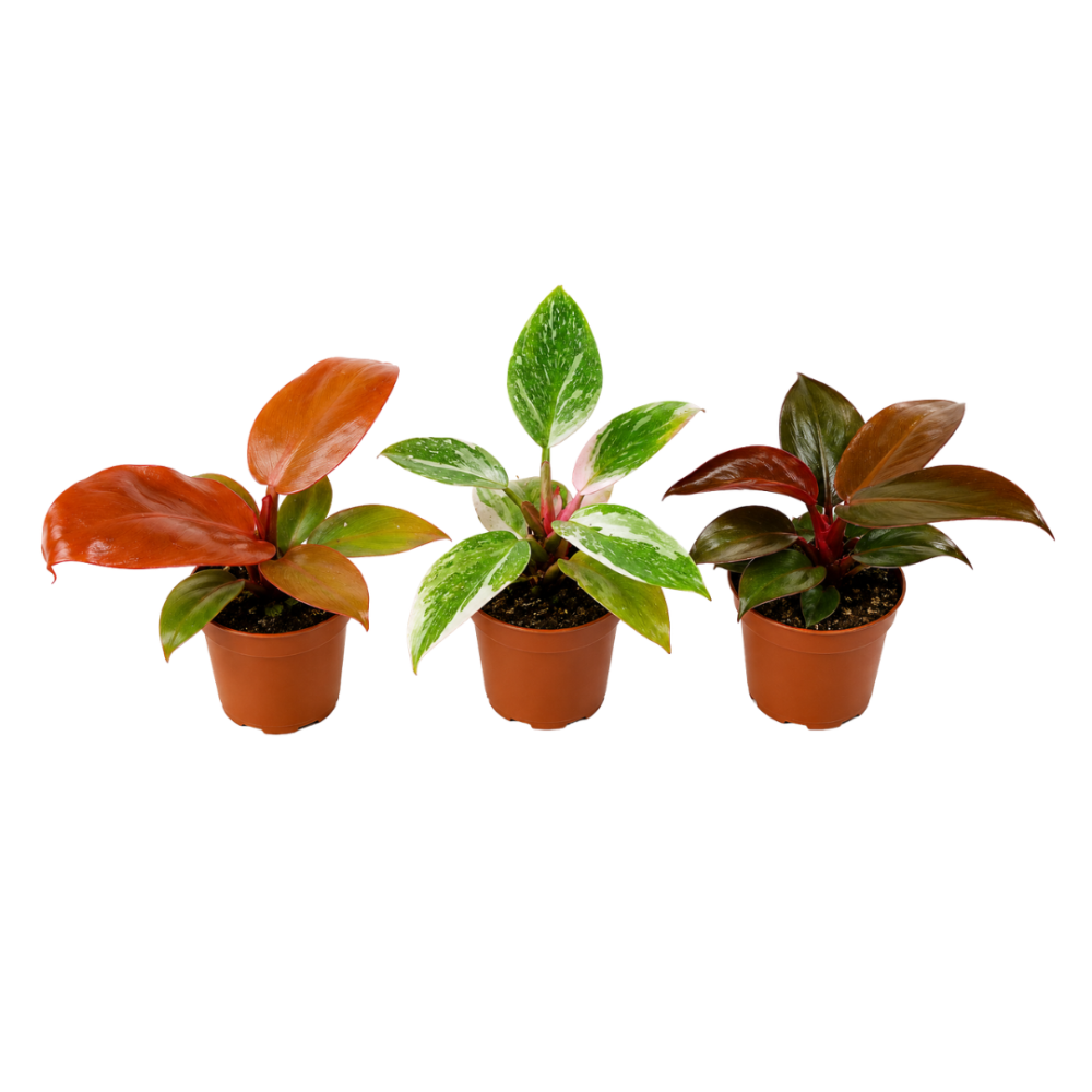Philodendron Mix 6cm