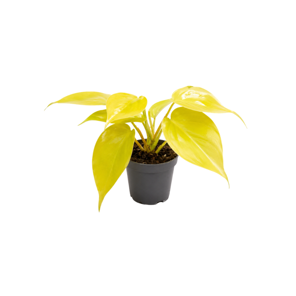 Philodendron Neon 6cm