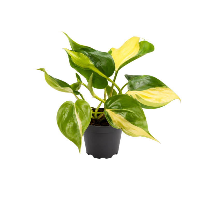 Philodendron scandens Brasil 6cm