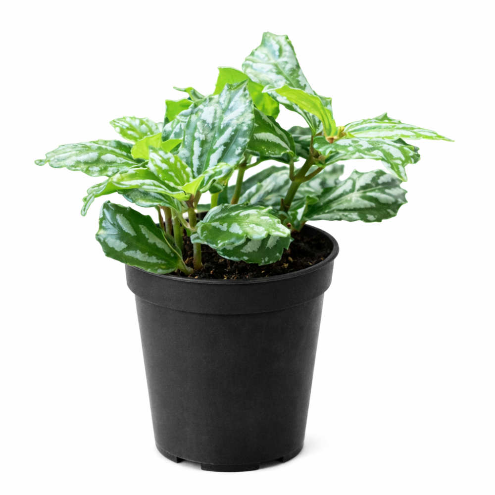 Pilea Cadierei 6 cm