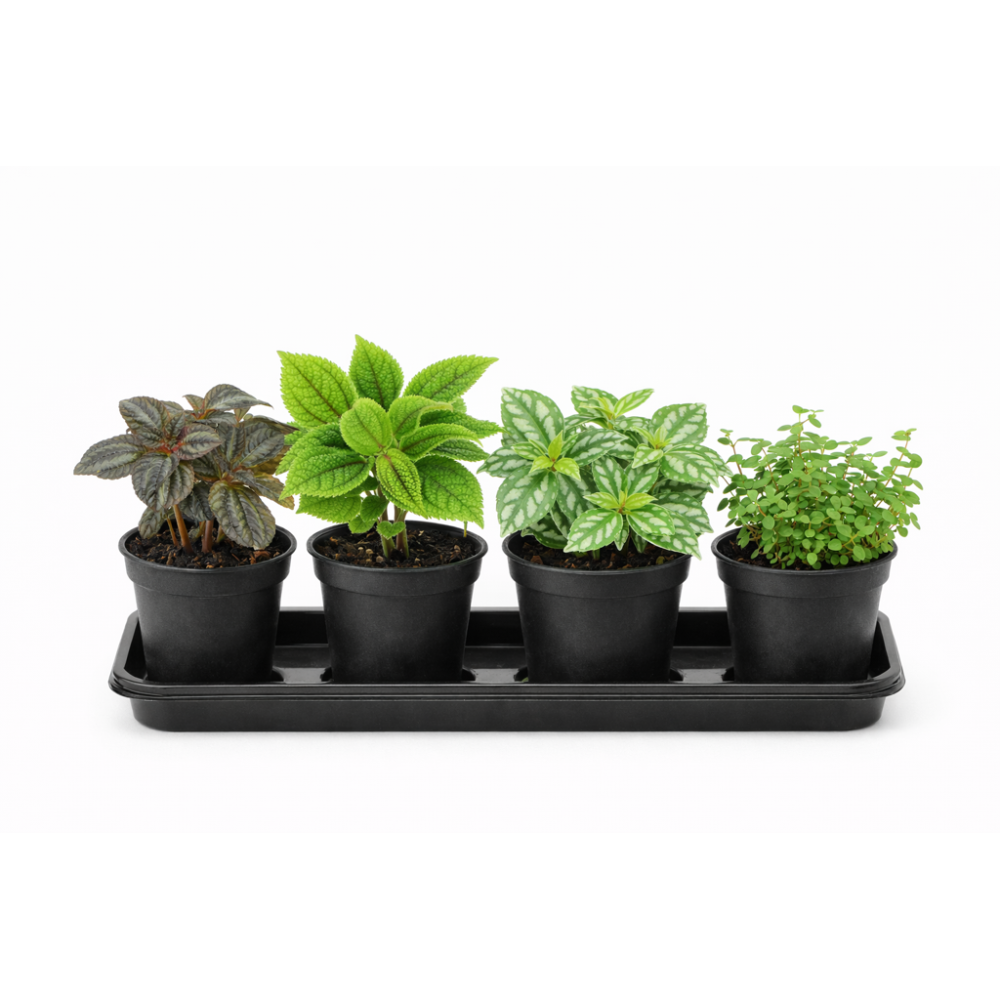 Pilea mini mixed.  6cm