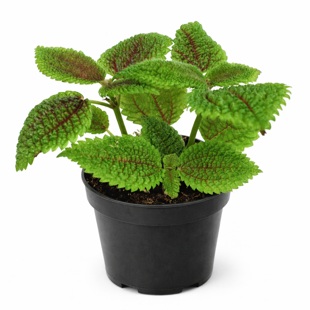 Pilea moon valley (green) 12cm