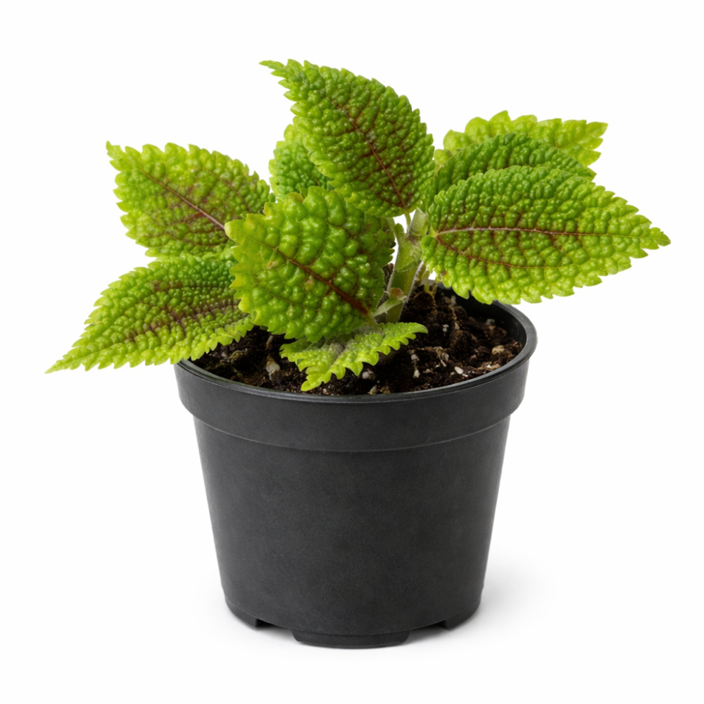 Pilea moon valley mini  7cm
