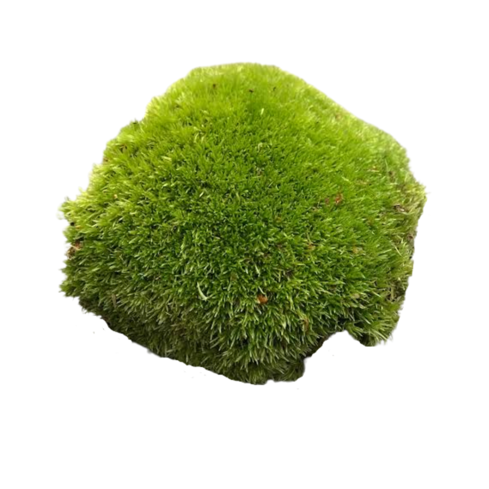 Pillow Moss