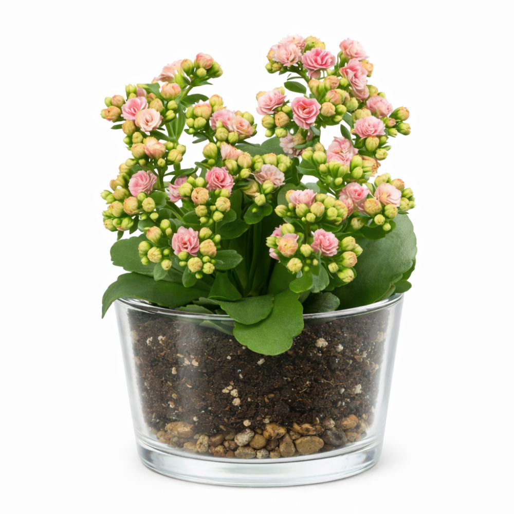 Pink Kalanchoes in Glass Cup 14cm