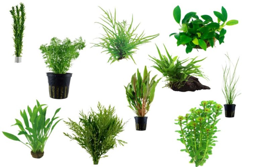Post Paddy's Day Plants! 