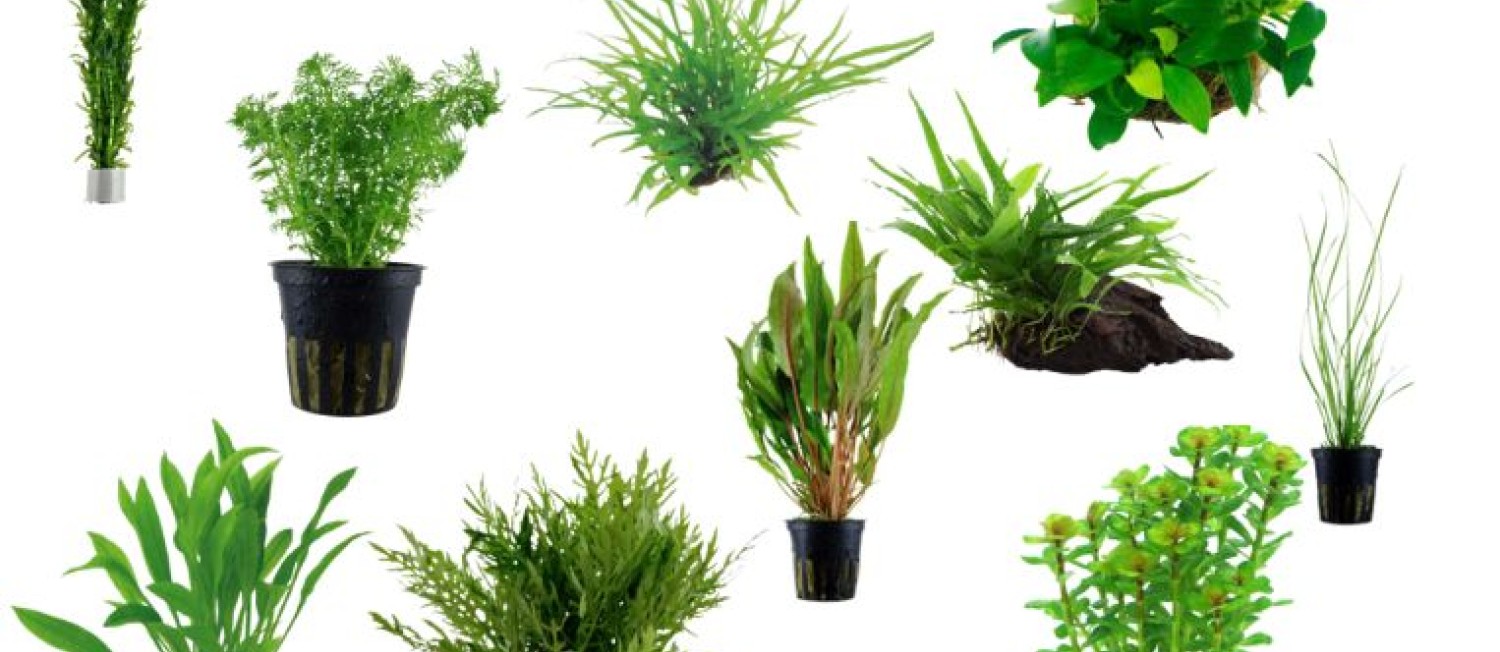 Post Paddy's Day Plants! 