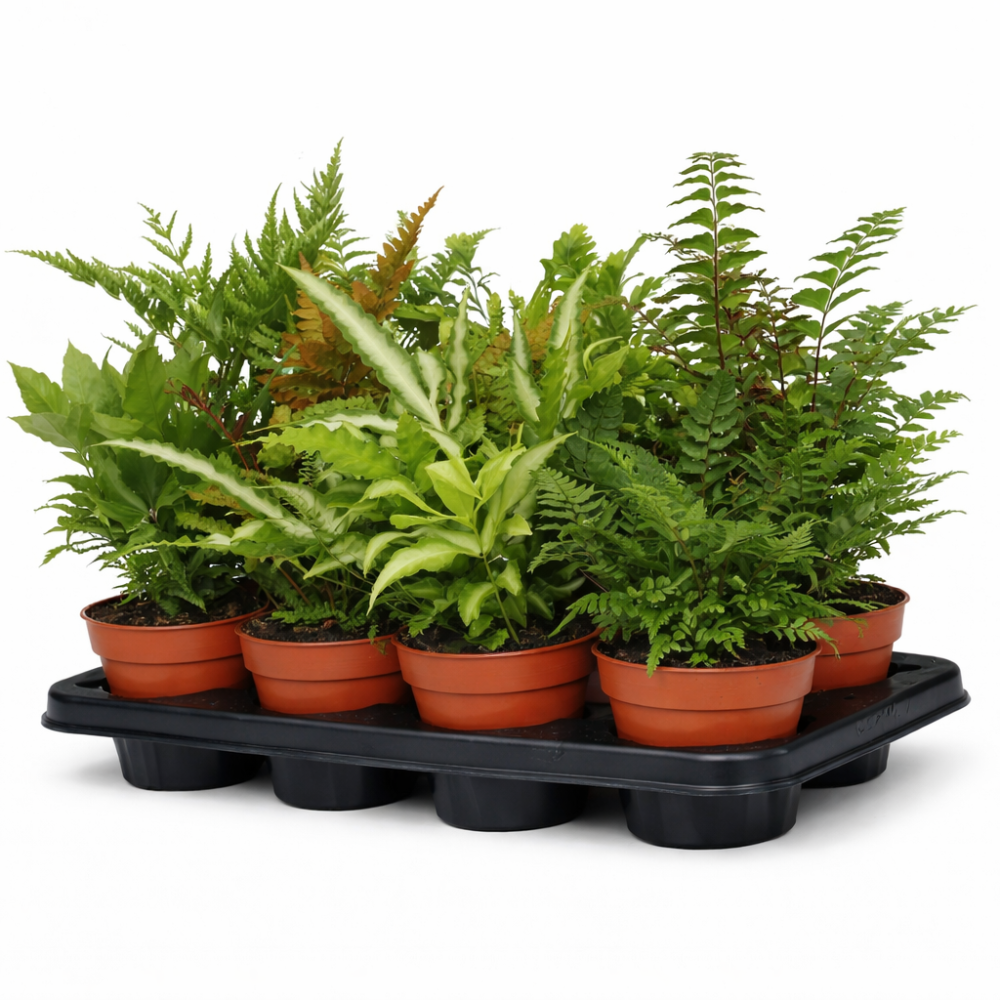 Pteris Fern mixed 12cm