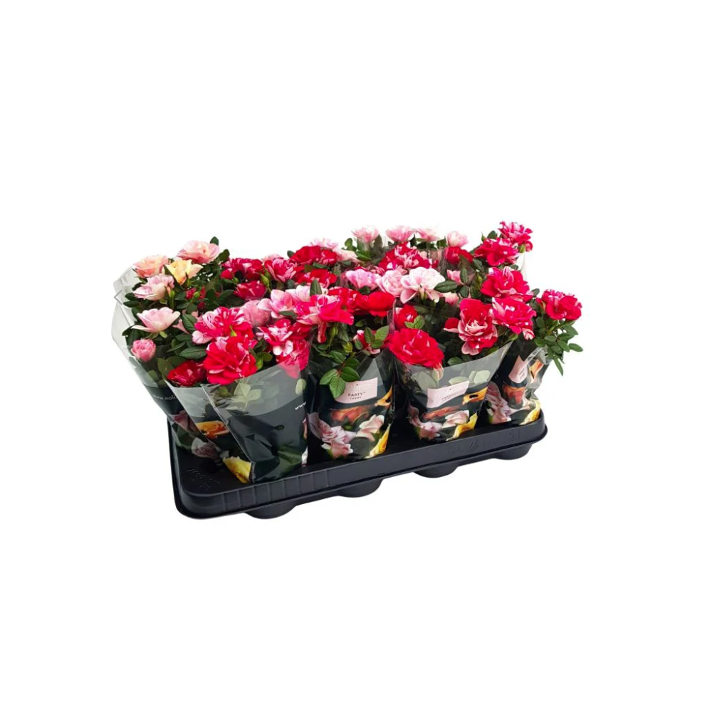 Rosa party gigi mix  7cm