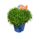 Sagina Mini Fish 5.5cm