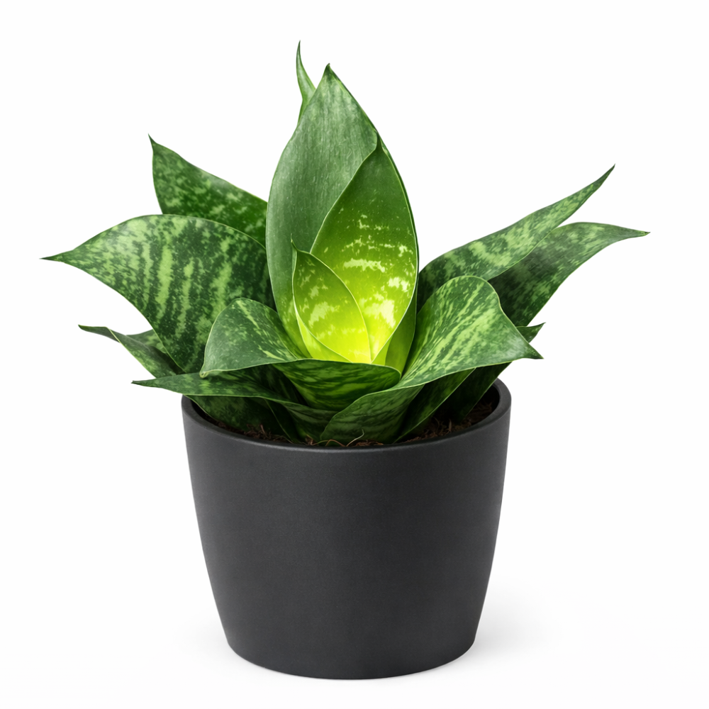 Sansevieria hahnii  mixed 12cm