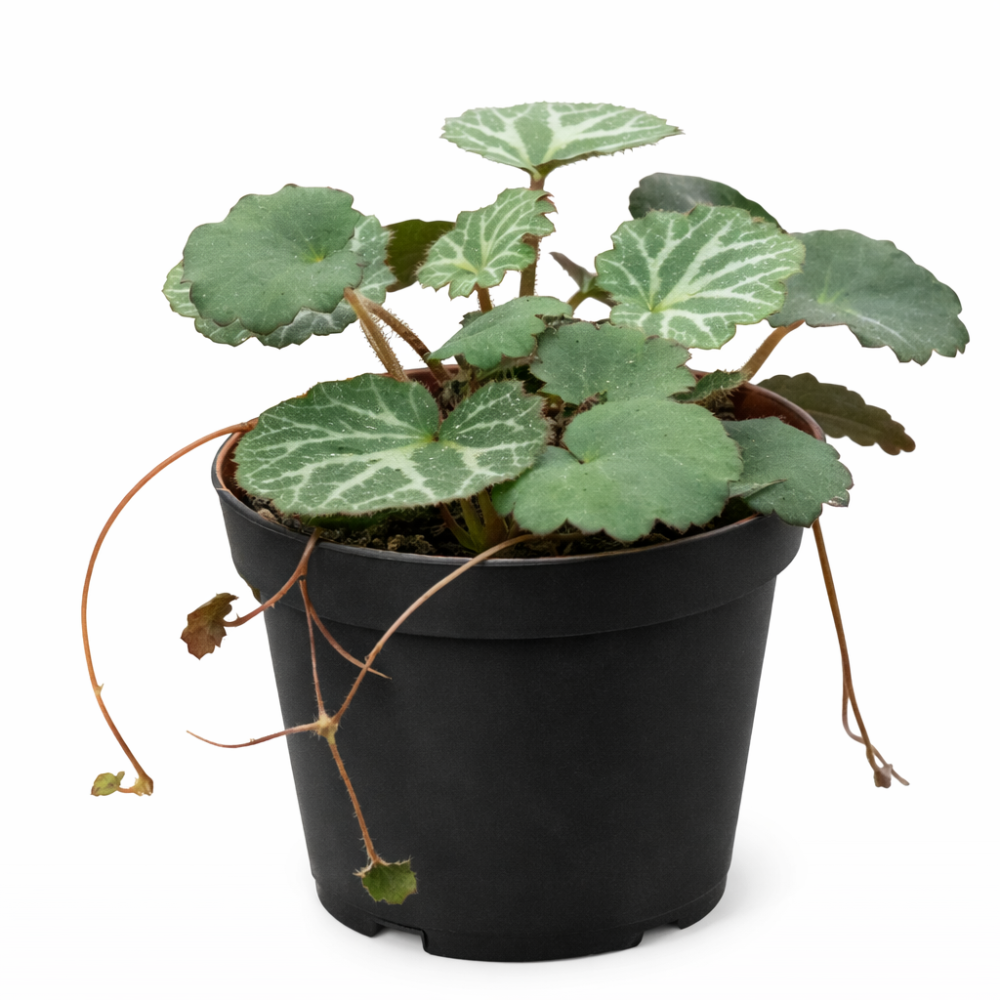 Saxifraga Stolonifera cm