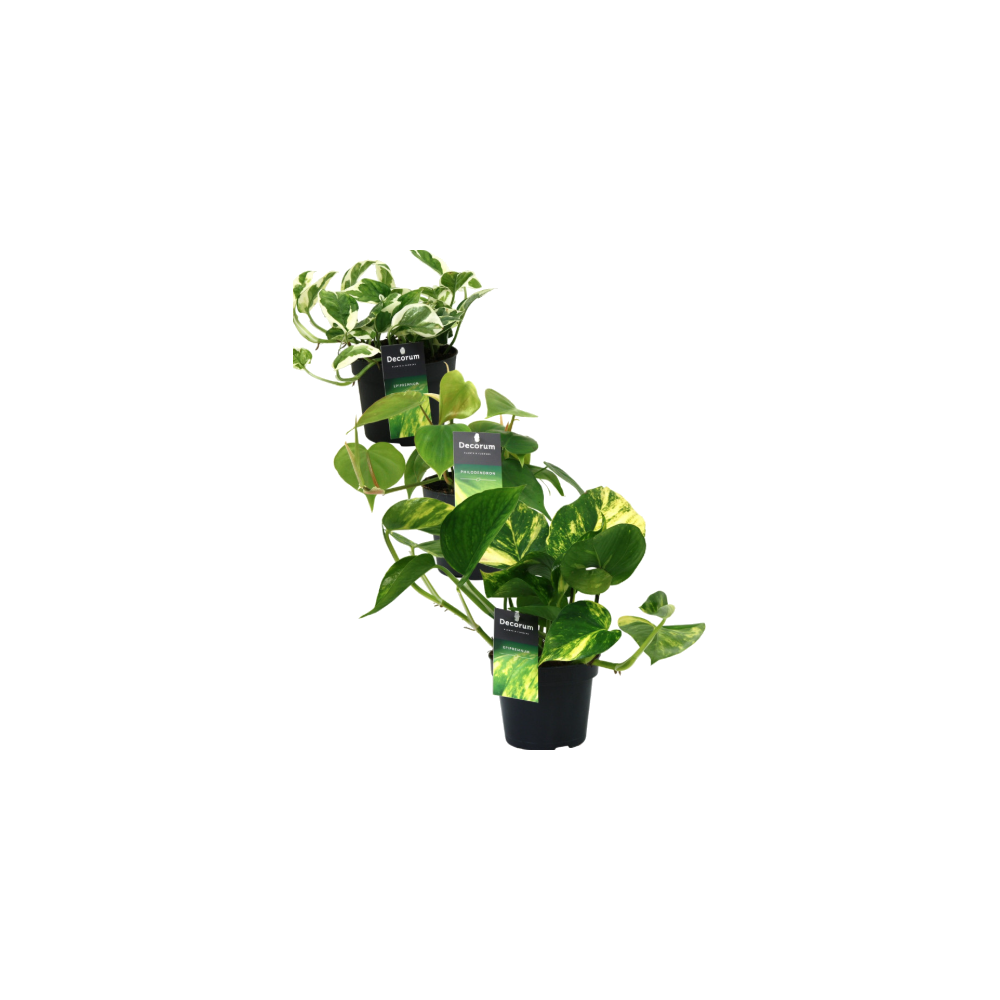 Scindapsus Philodendron mix 12mix