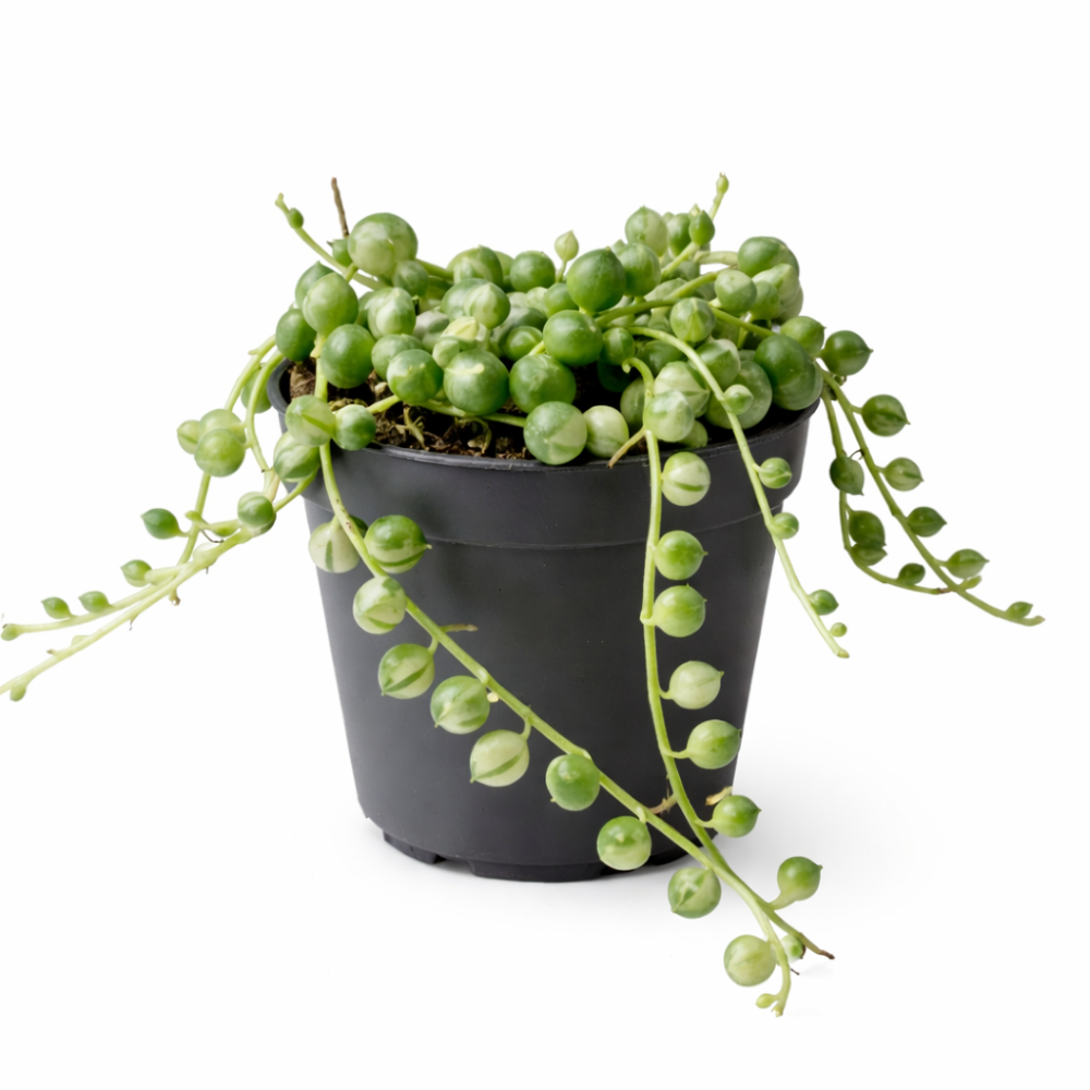 Senecio herrieanus variegata  6cm