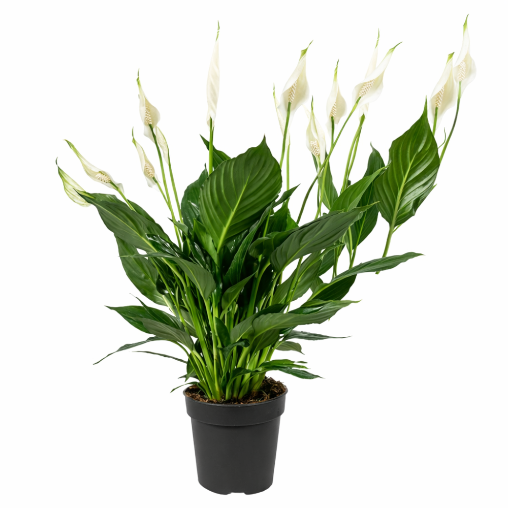Spathiphyllum pico cupido 13cm