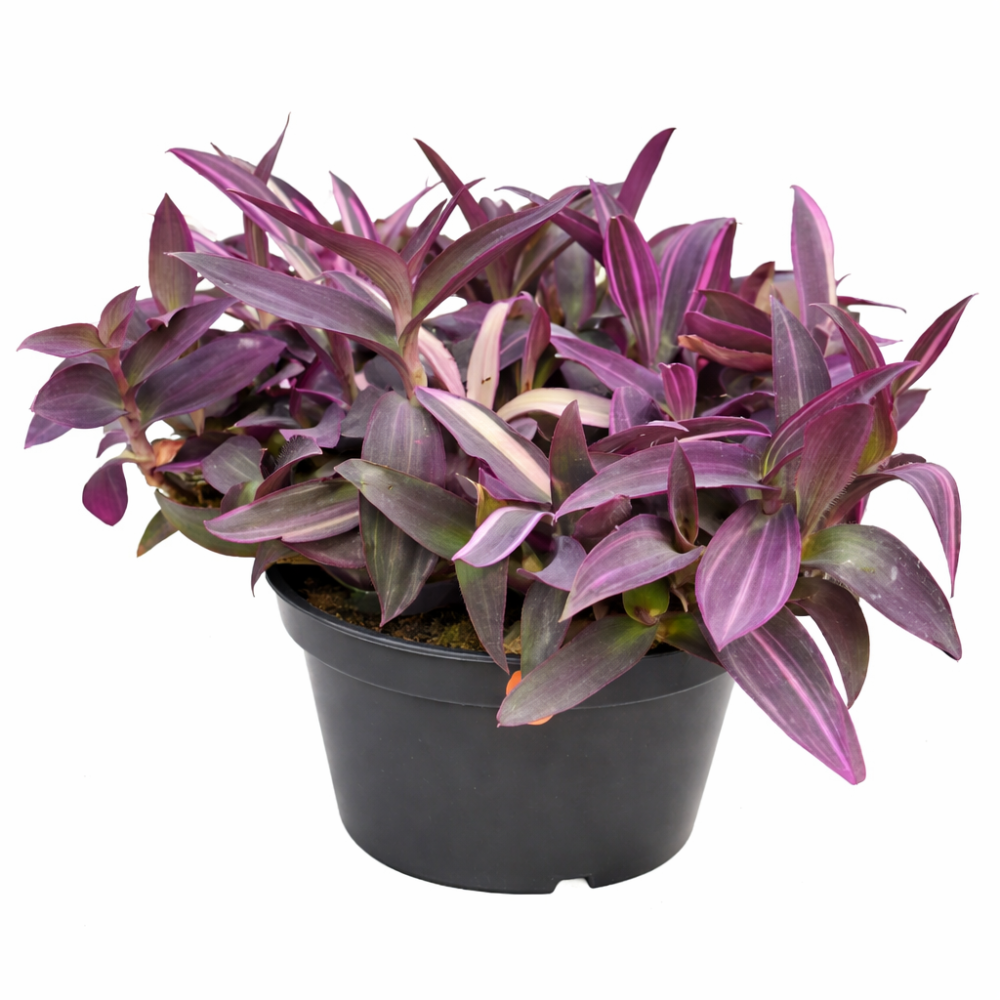 Tradescantia sitara pink 12cm