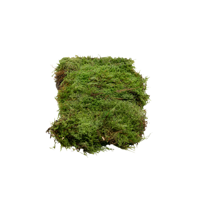Moss (flat)(woodmoss)