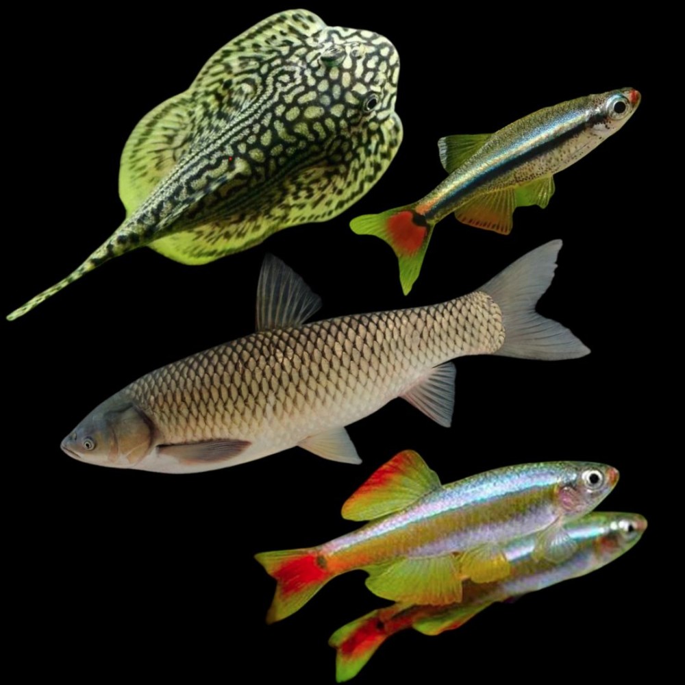 Pond Fish