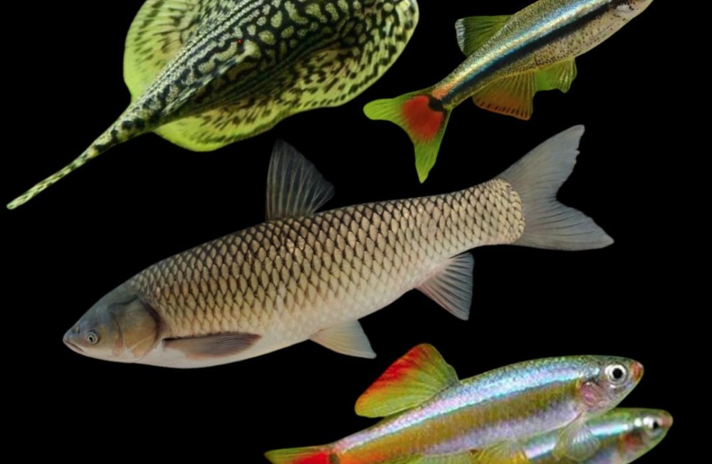 New Fish In Store now