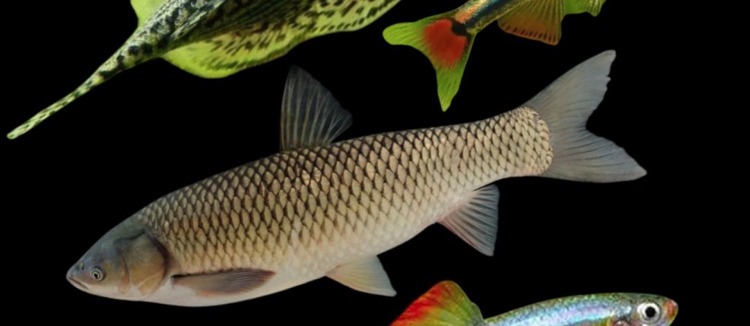 New Fish In Store now