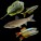 Pond Fish
