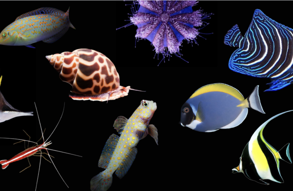 Marine fish now ready for their new homes! Shop in store or online