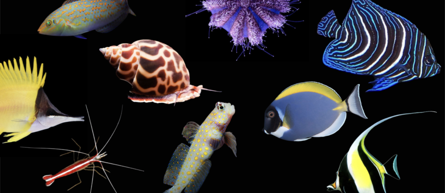 Marine fish now ready for their new homes! Shop in store or online