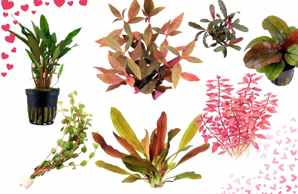 Get ready for Valentines day! - The perfect touch of Pinks, Purples and Reds to add to your Aquarium's Planted set up.