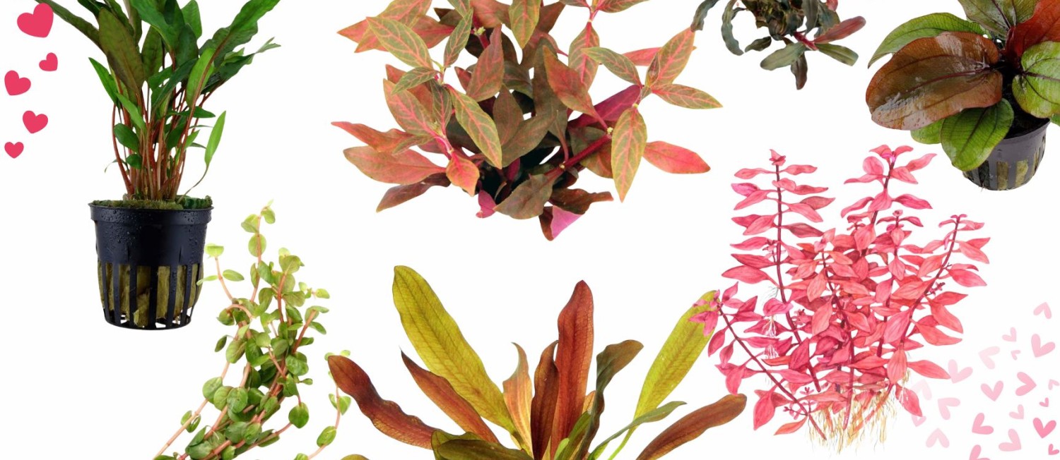 Get ready for Valentines day! - The perfect touch of Pinks, Purples and Reds to add to your Aquarium's Planted set up.