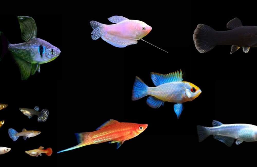 New Arrivals! Discus, Gourami, Rice fish and More! 