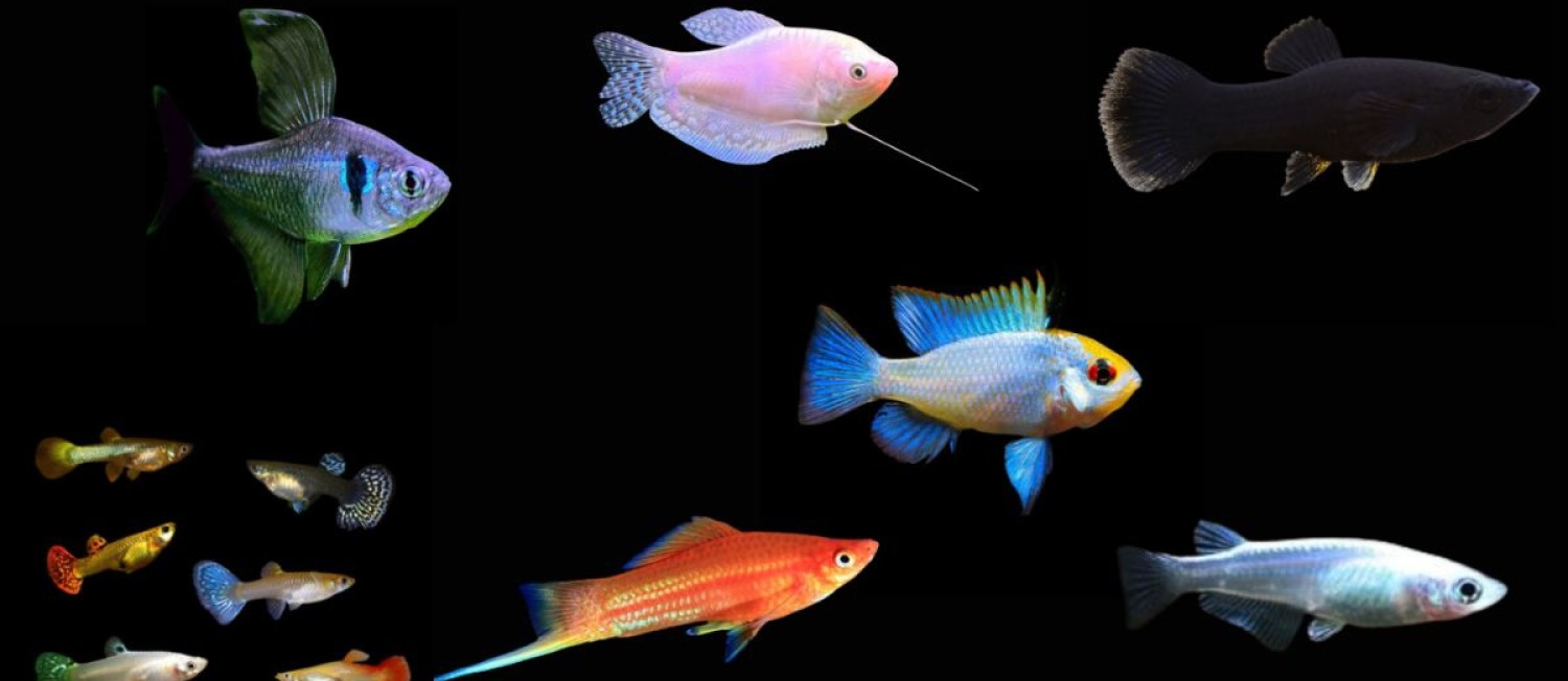New Arrivals! Discus, Gourami, Rice fish and More! 
