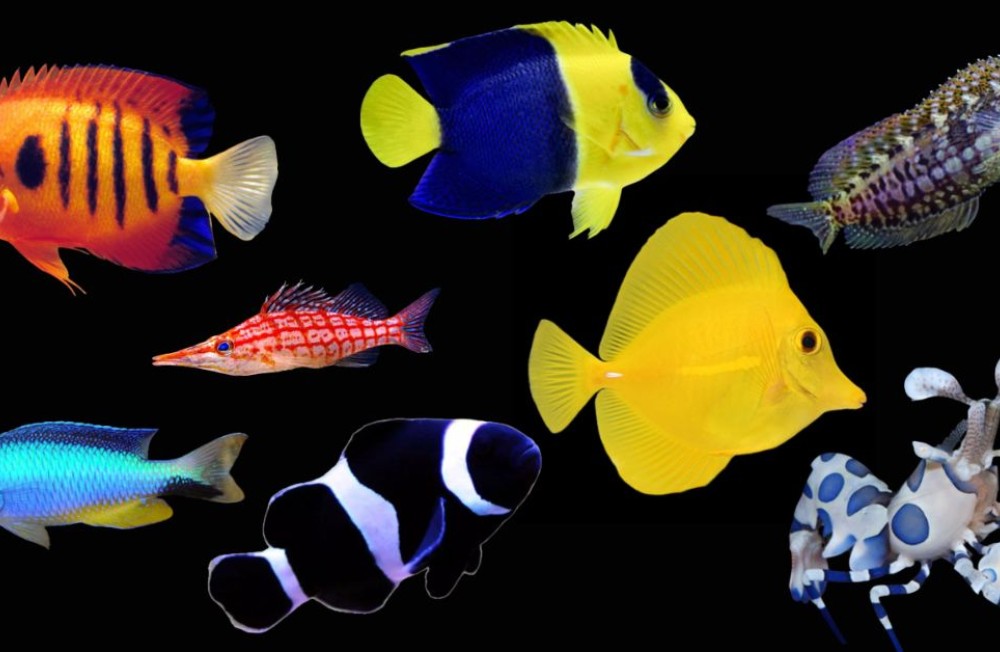 New Marine Fish! Now in Store!