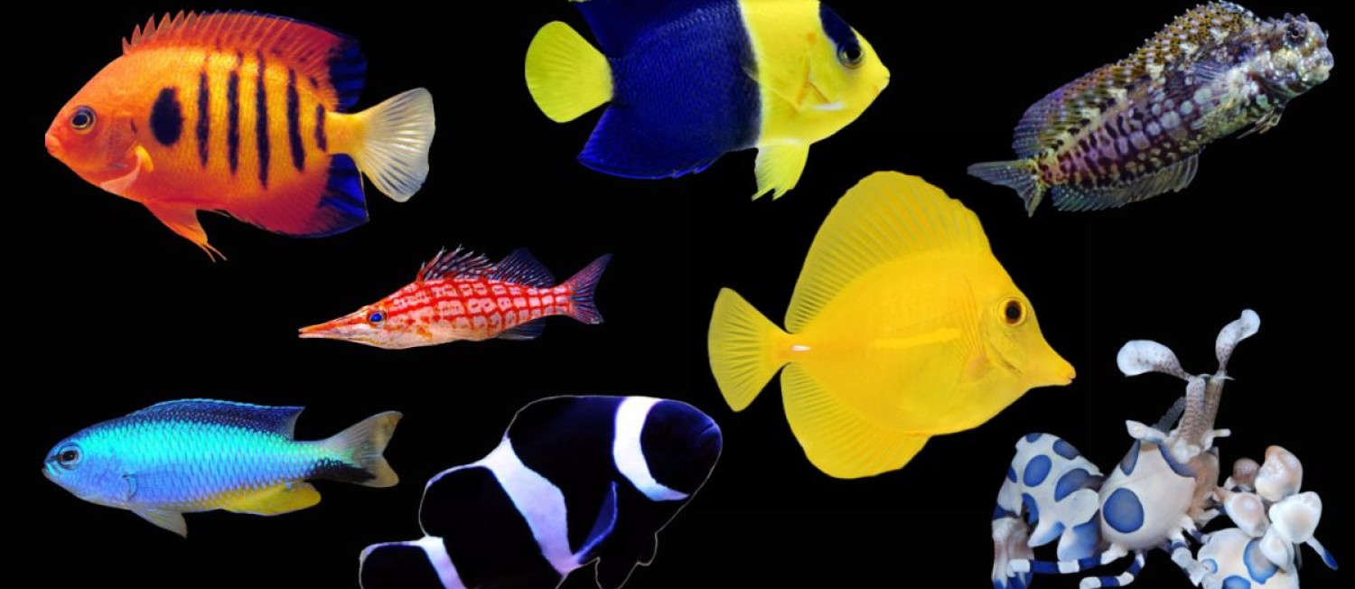 New Marine Fish! Now in Store!