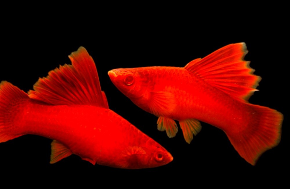 Freshwater New Additions 08-06-23