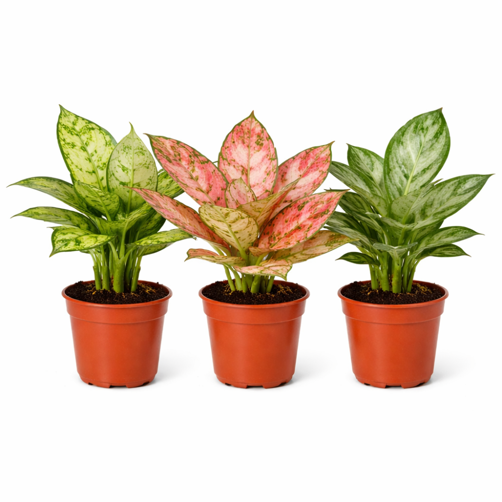 Aglaonema mini  mixed