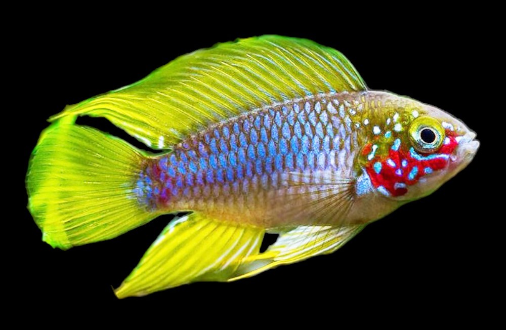 Freshwater Arrivals 