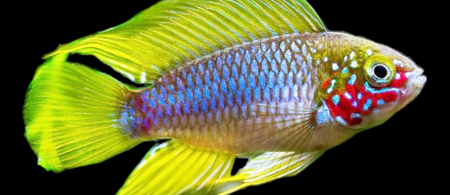 Freshwater Arrivals 