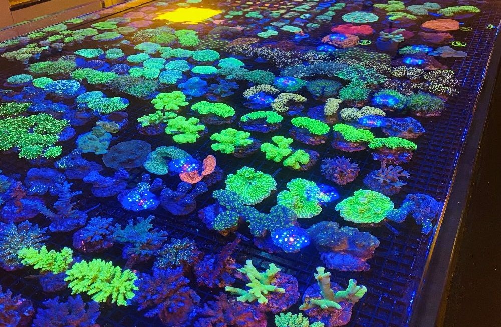 All I want for Christmas is Coral!