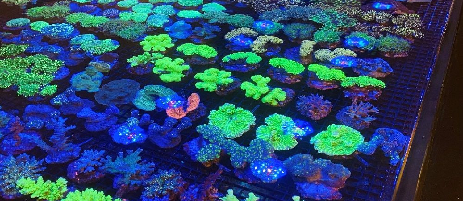 All I want for Christmas is Coral!