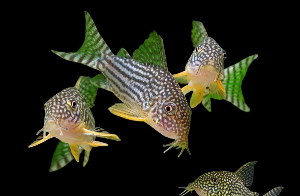 Wow check out there little guys!
