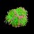 Hard Coral - LPS