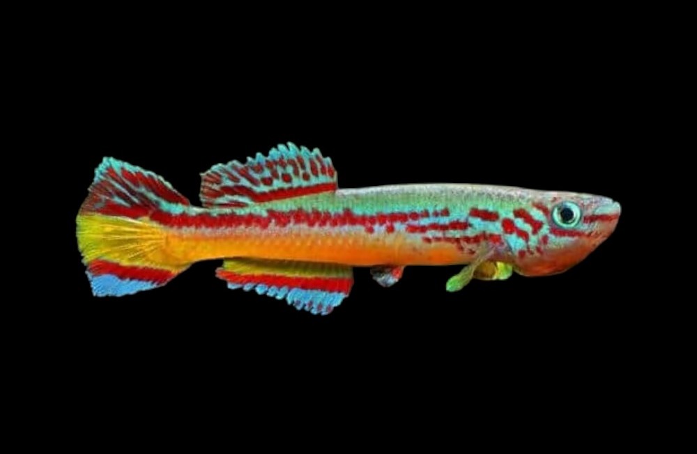Freshwater Fishes!