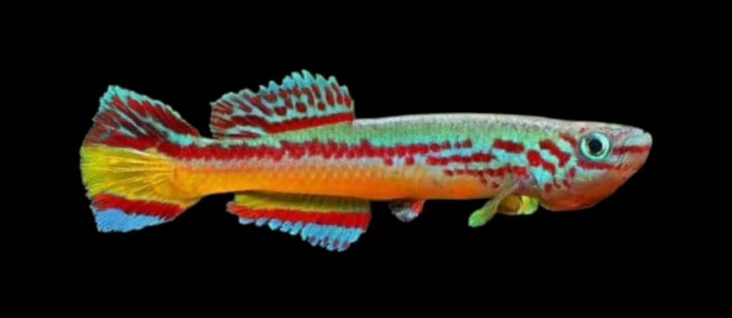 Freshwater Fishes!