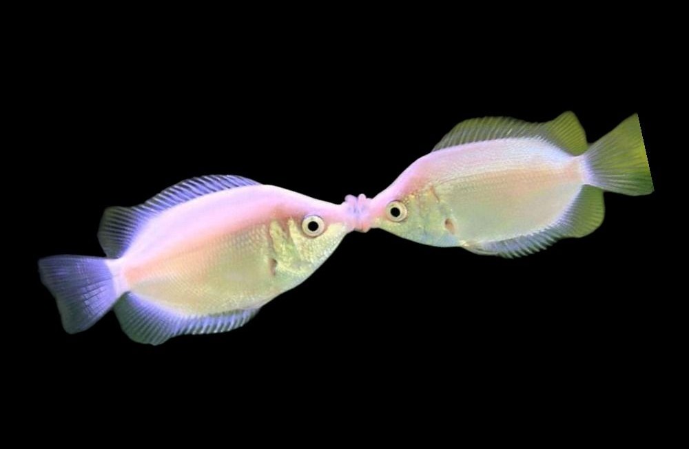 Beautiful Freshwater Delivery!